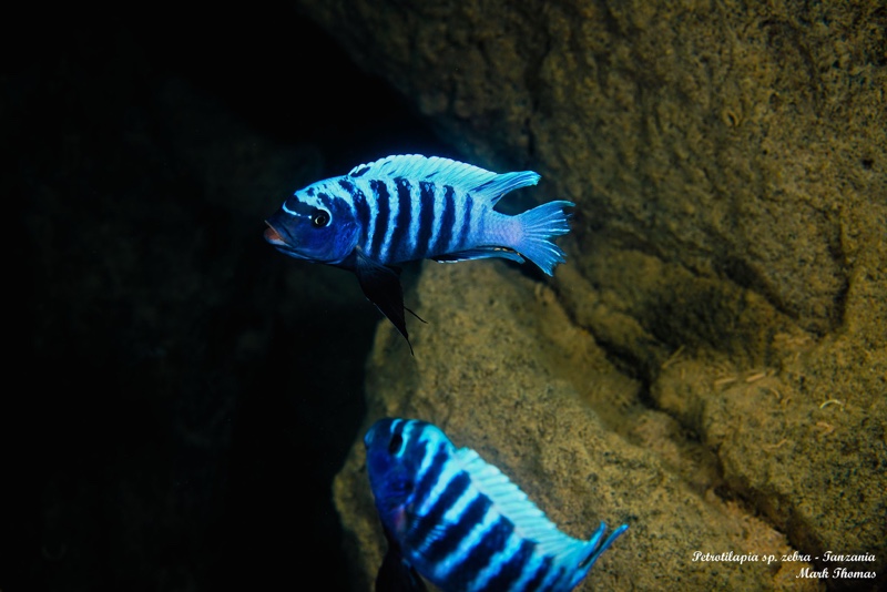 Petrotilapia sp. 'zebra lillie' Tanzania